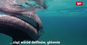 Szansa dla delfinów. Badania USG zdradziły prawdę