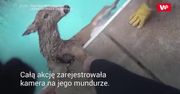 Na ratunek. Jeleń w basenie