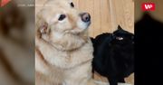 Kot się zdenerwował. Zabawne nagranie właścicielki