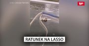Ratunek na lasso. Nagranie z Rosji