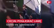 Chciał pogłaskać lamę. Wybrał zły sposób