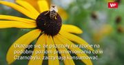 Napromieniowali pszczoły, jak te w Czarnobylu. Obserwacje są niepokojące