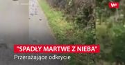 300 martwych szpaków. "Wyglądały, jakby martwe spadły z nieba"