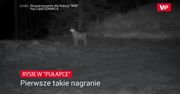 Rysie w "pułapce". Niezwykłe nagranie z Beskidów