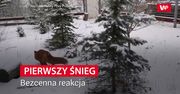 Rozczulająca reakcja lisów na pierwszy śnieg