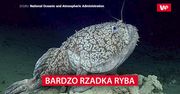 Bardzo rzadka ryba