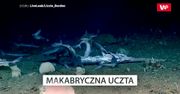 Podwodna uczta. Oto, co zarejestrowano 450 m pod wodą