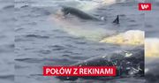 Połów z rekinami. Tego rybacy się nie spodziewali
