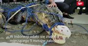Schwytali ogromnego krokodyla
