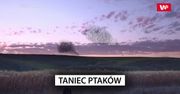 Niesamowity taniec ptaków