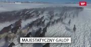 Majestatyczny galop w Chinach