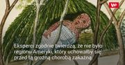 Podbój Ameryki. "Chodziliśmy po trupach". Wszystko zaczęło się od… wirusów