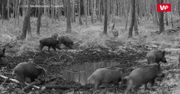 Wataha dzików. Nagranie z fotopułapki