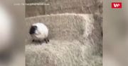 Owca-uciekinierka. Tak chciała opuścić farmę