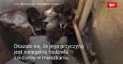 130 szczurów w domu. Likwidacja dzikiej hodowli