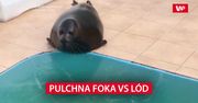 Pulchna foka vs lód