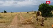 Jak nie budzić lwicy. Ten samiec szybko pożałował swojej metody