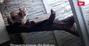 Majestatyczny ryś. Polskie nagranie podbija Internet