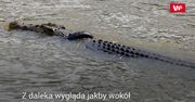 Krokodyl w oponie. Szukają chętnego do uwolnienia gada
