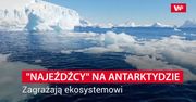 "Najeźdźcy" na Antarktydzie. Zagrażają ekosystemowi