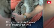 Osierocony koala tuli pluszowego misia. Wzruszające nagranie