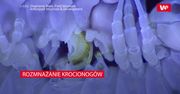 Rozmnażanie krocionogów. Naukowcy odkryli ich tajemnicę