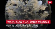 Wyjątkowy gatunek meduzy. Oparzy bez dotknięcia ofiary