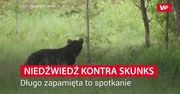 Niedźwiedź kontra skunks. Długo zapamięta to spotkanie