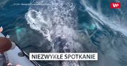 Niezwykłe spotkanie. Oko w oko z pływaczem szarym