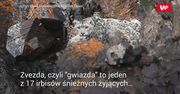 "Różowa pantera" z Syberii. Sfotografowali rzadki okaz