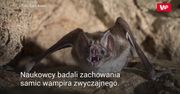 Niezwykłe zachowania nietoperzy. Więzy krwi wampirów