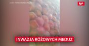Inwazja różowych meduz. Przejęły plaże i wody przybrzeżne