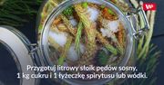 Jak zrobić syrop z młodych pędów sosny?