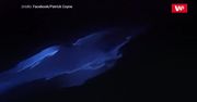 Świecące delfiny. Wideo z Kalifornii zapiera dech w piersiach