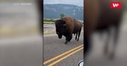 Bliskie spotkanie z bizonem. Niezwykłe nagranie z Parku Narodowego Yellowstone w USA