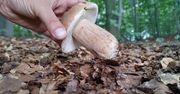 Wykręcać czy wycinać grzyby? Ekspert rozwiewa wątpliwości