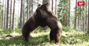 Walka pomiędzy ogromnymi niedźwiedziami brunatnymi. Niecodzienne wideo z Finlandii