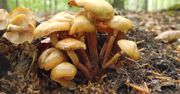 Grzyby w polskich lasach i parkach. Pokazał, co można znaleźć