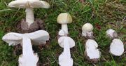 Śmiertelnie trujące grzyby. Do złudzenia przypominają te jadalne