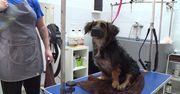 #AdoptujŚwiadomie! Pudelek szuka domu dla niepełnosprawnej Lilki