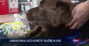 Pierwszy taki pies w Polsce. Po 9 latach pracy odchodzi na emeryturę