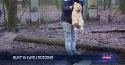 Szczepienie lwic w zoo. Niebezpieczna operacja w Holandii