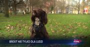 Brexit. Właściciele czworonogów załamują ręce