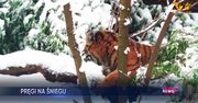 Tygrysica bawi się w śniegu. Nagranie z Wrocławia