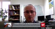 Wilki w Polsce coraz częściej atakują. Jest ich w naszym kraju za dużo?