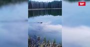"Potwór" z Borów Tucholskich. Zaskakujące nagranie z polskiego jeziora