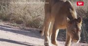Lwica wyczuła ofiarę z 4 km. Niezwykłe nagranie z safari w RPA