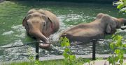 Wielka zmiana w Orientarium. Chodzi o hitową atrakcję