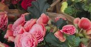 Nie tylko pelargonie. Z tych roślin stworzysz efektowną kompozycję na balkon