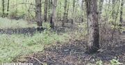 Seryjny podpalacz lasów zatrzymany. Policja mówi o "katastrofie"